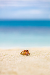 Close up of cute hermit crab carry beautiful shell crawling on the white sand beach in warm sunlight of early morning. Hermit crab use empty shell as its mobile safety home
