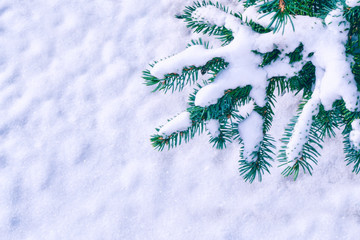  Frozen winter forest with snow covered trees.