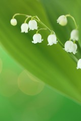 Lily of the valley may flower with green leaves on a light green background. Soft blurry focus.Floral tender spring background.Spring flowers. copy space. Flower card