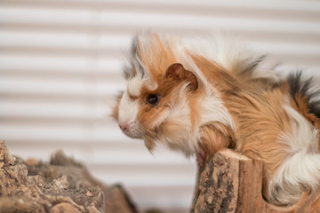 portrait of a Guinea pig