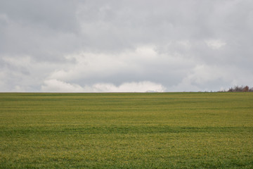 Green grass meadow, agricultural field, cloudy weather, natural background