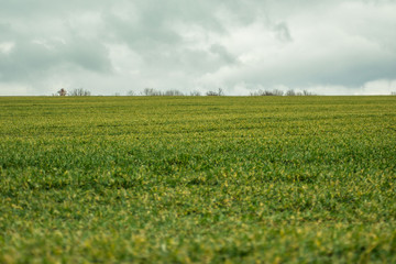 Green grass meadow, agricultural field, cloudy weather, natural background, trees in the back