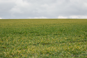 Green grass meadow, agricultural field, cloudy weather, natural background