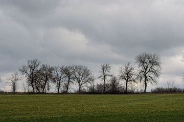 Green grass meadow, agricultural field, cloudy weather, natural background, trees in the back