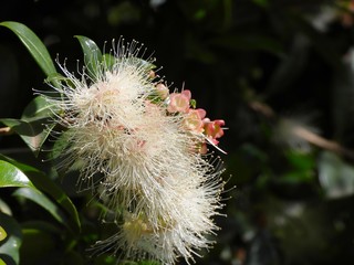 Fluffy floral pollen with tiny flowers