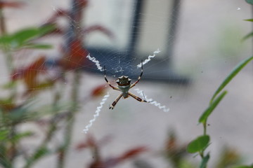 Spider net 7