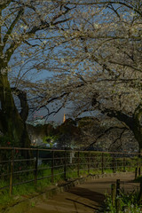 夜の桜、東京千鳥ヶ淵