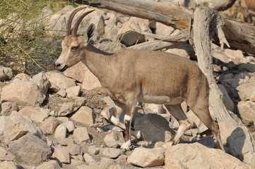 Nubian Ibex with winding horns in the Ein Gedi National Park in Israel in the desert near the Dead Sea