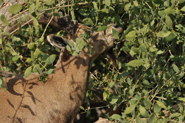 Nubian Ibex with winding horns in the Ein Gedi National Park in Israel in the desert near the Dead Sea