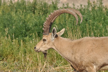 Nubian Ibex with winding horns in the Ein Gedi National Park in Israel in the desert near the Dead Sea