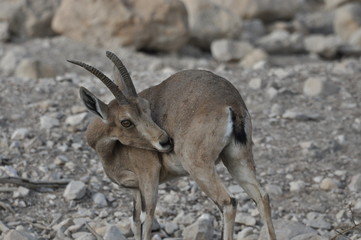 Nubian Ibex with winding horns in the Ein Gedi National Park in Israel in the desert near the Dead Sea