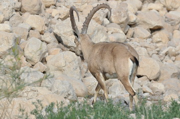 Nubian Ibex with winding horns in the Ein Gedi National Park in Israel in the desert near the Dead Sea