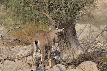 Nubian Ibex with winding horns in the Ein Gedi National Park in Israel in the desert near the Dead Sea