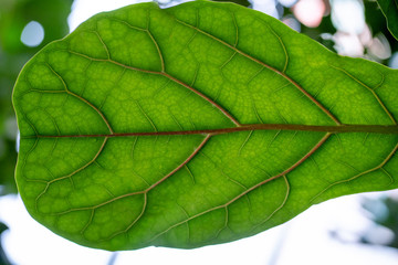 Spring green leaf closeup with viens on blurried background. Environment concept