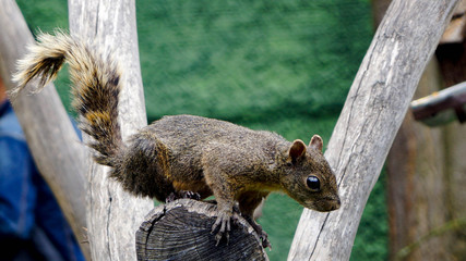 squirrel on tree