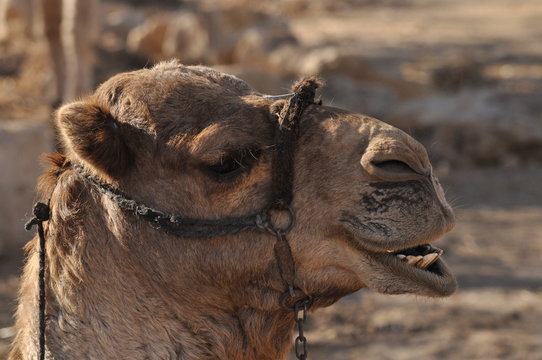 Camel, dromedary in a halter. A persistent pack animal called a desert ship.