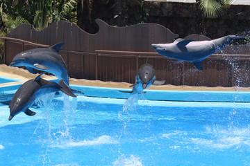 Delphin © Stephan von Mikusch