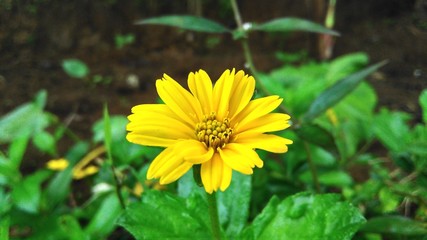 yellow flower in garden