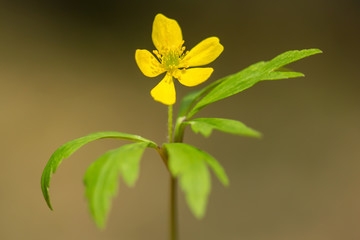 Yellow anemone (Anemone ranunculoides) or yellow wood anemone or buttercup anemone, woodland and forest plant with root-like rhizomesand petal-like tepals of rich yellow colouring, Ranunculaceae