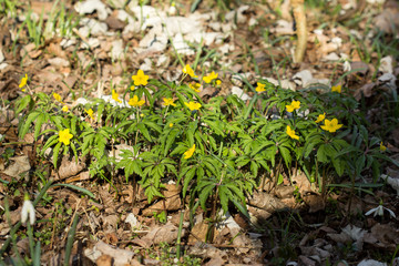 Yellow anemone (Anemone ranunculoides) or yellow wood anemone or buttercup anemone, woodland and forest plant with root-like rhizomesand petal-like tepals of rich yellow colouring, Ranunculaceae