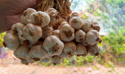 Harvesting garlic in the garden. Farmer with freshly harvested vegetables