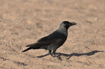 House crow on the beach of the Red Sea in Eilat. Birds looking for food. Israel. © TRINGA