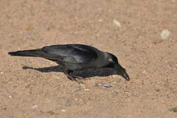 House crow on the beach of the Red Sea in Eilat. Birds looking for food. Israel.