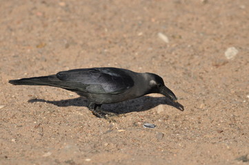 House crow on the beach of the Red Sea in Eilat. Birds looking for food. Israel. © TRINGA
