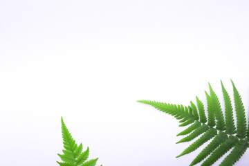 leaf fern isolated on white background 