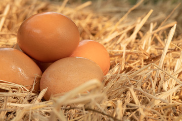 closeup a pile of fresh eggs on the hay straw background for the concept of expensive eggs crisis in Thailand market