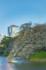 Fototapeta premium 夜の桜、東京千鳥ヶ淵