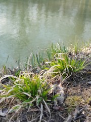 grass and water