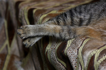gracefully extended cat's paws while resting
