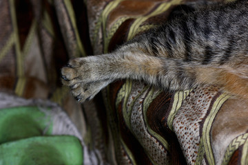 gracefully extended cat's paws while resting