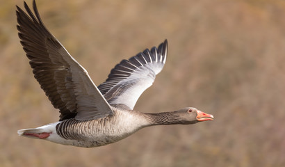 Obraz premium Greylag geese in flight