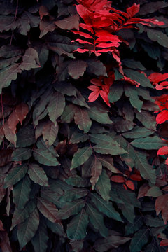 Vibrant leaves background in dark colors, autumn color palette for poster, banner, party, wedding invitation,  fall sale advertisement, card, blog, branding.  Esy to place your text