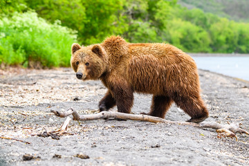 Fototapeta premium Ruling the landscape, brown bears of Kamchatka (Ursus arctos beringianus)