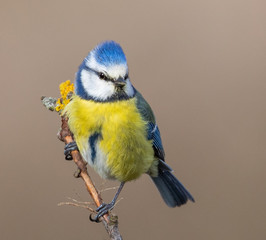 Blue Tit on bare branch, early spring