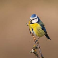 Blue Tit on bare branch, early spring