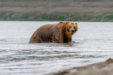 Fototapeta premium Ruling the landscape, brown bears of Kamchatka (Ursus arctos beringianus)