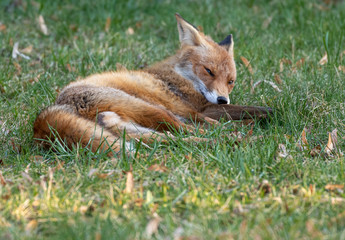 Red Fox (m) exploring his territory during mating season