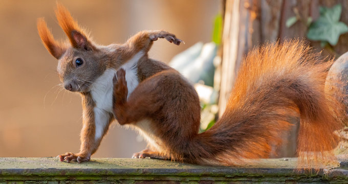 Red Squirrel scratching - Powered by Adobe