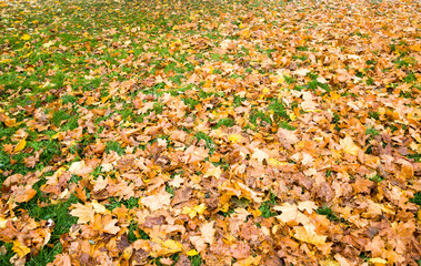 leaf fall from trees