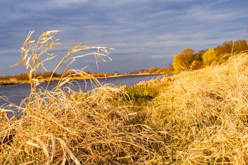 Fototapeta premium Close-up the shore of the pond is covered with yellow dry grass, bathed in the sun, against the background of forest and sky