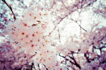 桜 満開 青空 日本 横