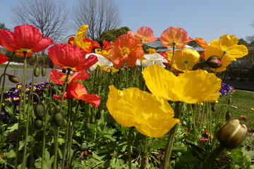 Obraz premium Spring Garden Japan