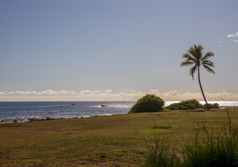 Fototapeta na wymiar Palm trees at Beach.