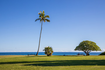 Palm trees at Beach.