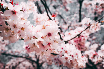 桜 満開 青空 日本 横