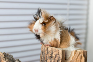 portrait of a Guinea pig